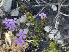 Chaenostoma subspicatum