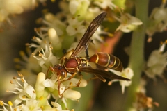 Polistes dorsalis dorsalis