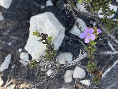 Chaenostoma subspicatum