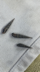 Terebrinae