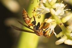 Polistes dorsalis dorsalis