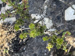 Chaenostoma subspicatum