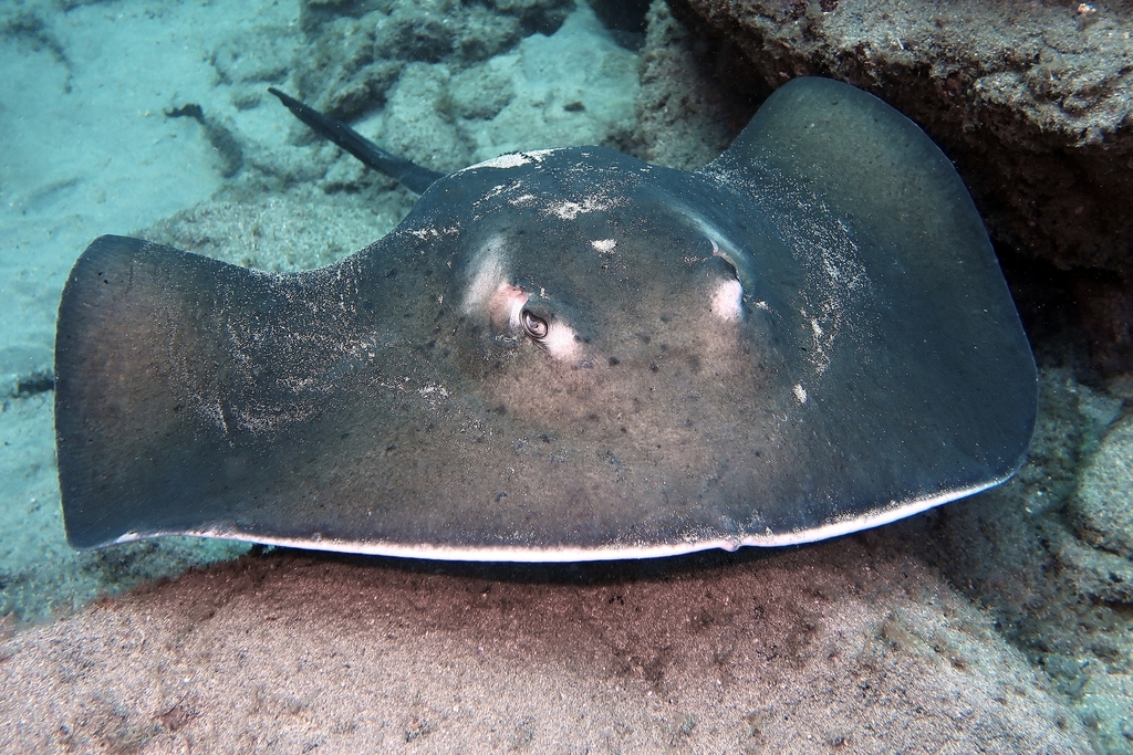 Round stingray lying on the seabed beside rocks off Tenerife, seen from the front