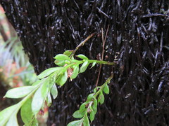 Tmesipteris lanceolata