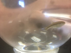 Rhinichthys atratulus