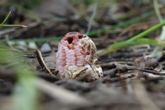 Colus hirudinosus