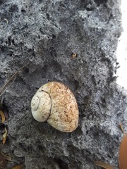 Neocyclotinae