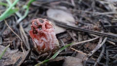 Colus hirudinosus
