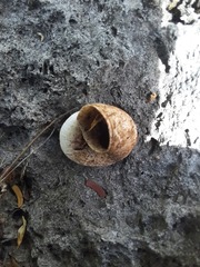 Neocyclotinae