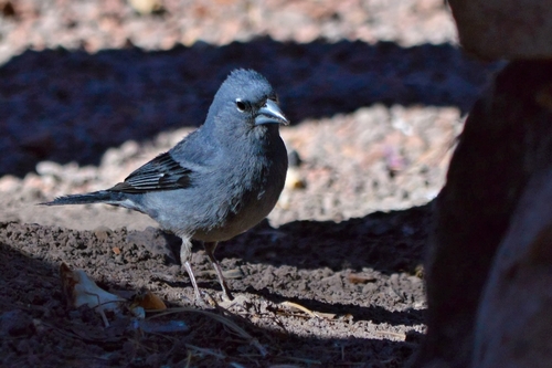 Pinzón azul de Tenerife (Fringilla teydea)