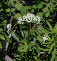 Valeriana occidentalis
