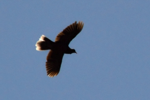 Paloma rabiche (Columba junoniae)