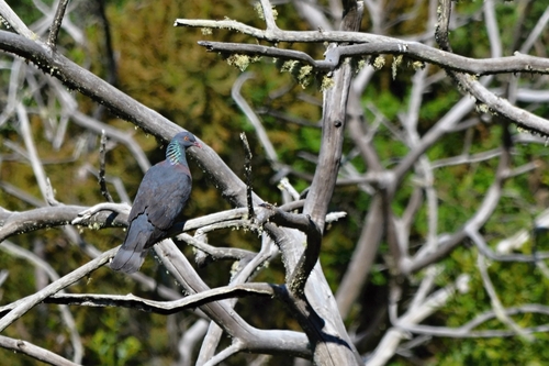 Paloma turqué (Columba bollii)