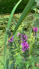 Lythrum salicaria