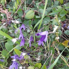Clematis viticella