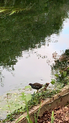 Gallinula chloropus