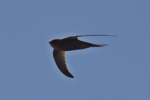Vencejo unicolor (Apus unicolor)