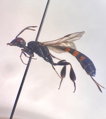 Gasteruption boreale