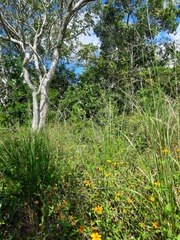 Sclerocarpus divaricatus
