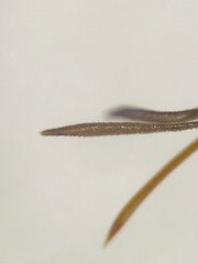 Gasteruption boreale