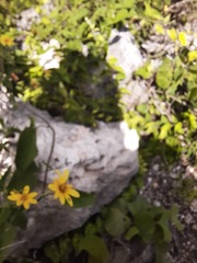 Sclerocarpus divaricatus