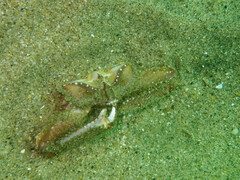 Latulambrus occidentalis