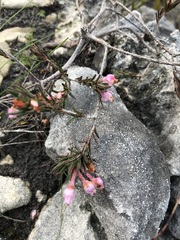 Erica excavata
