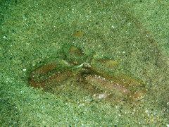 Latulambrus occidentalis