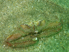 Latulambrus occidentalis