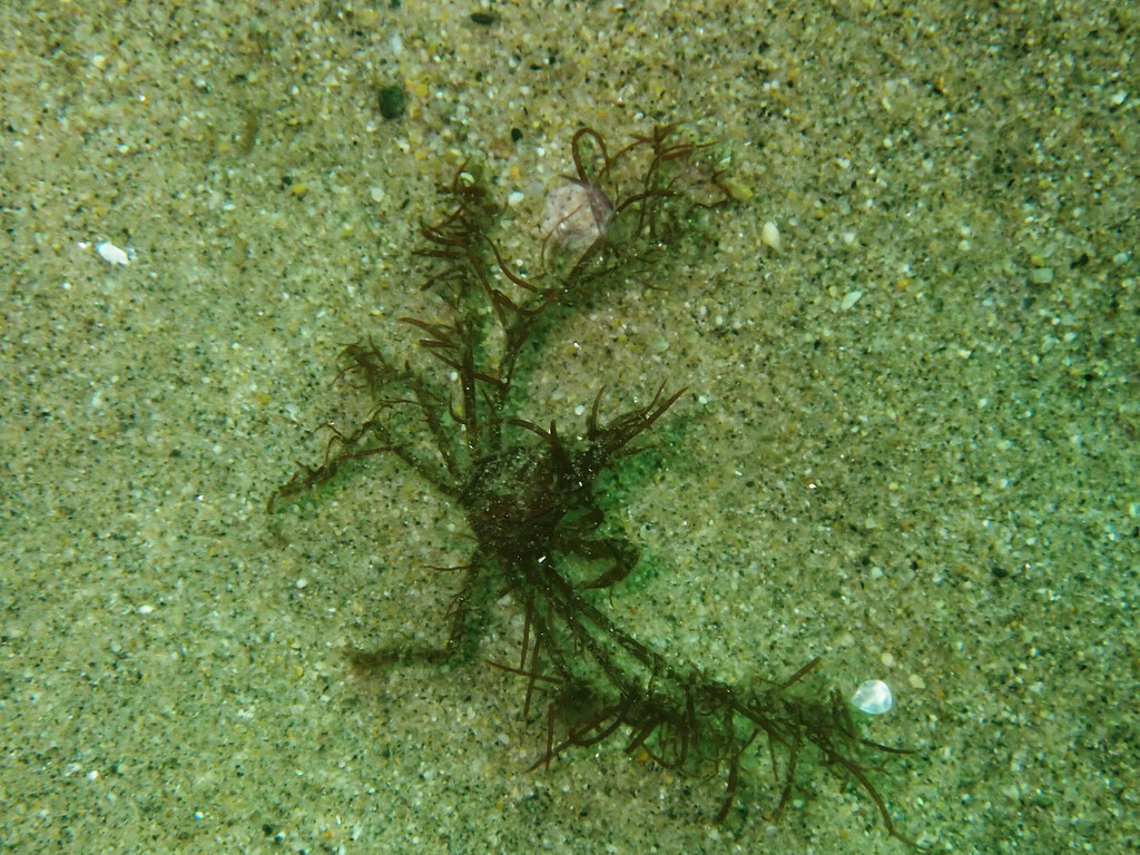 Hemphill's Kelp Crab