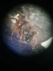 Leptorchestes berolinensis