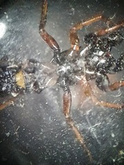 Leptorchestes berolinensis