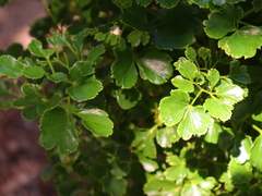 Polyscias balfouriana