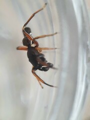 Leptorchestes berolinensis