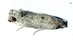 Notocelia culminana