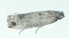 Notocelia culminana