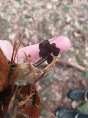 Auriscalpium vulgare
