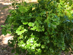 Polyscias balfouriana