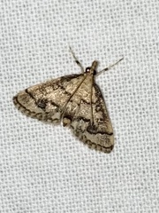 Metasia ophialis