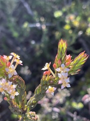 Struthiola salteri