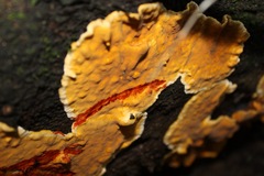 Stereum greslebiniae