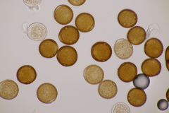 Puccinia laschii