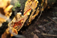 Stereum greslebiniae