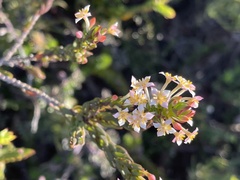 Struthiola salteri