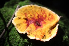 Stereum greslebiniae