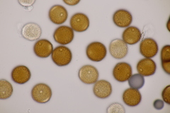 Puccinia laschii