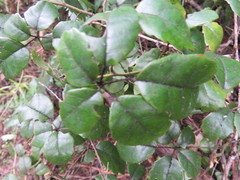 Rubus australis