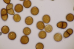 Puccinia laschii