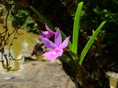 Dimerandra emarginata