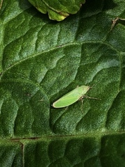 Draeculacephala soluta